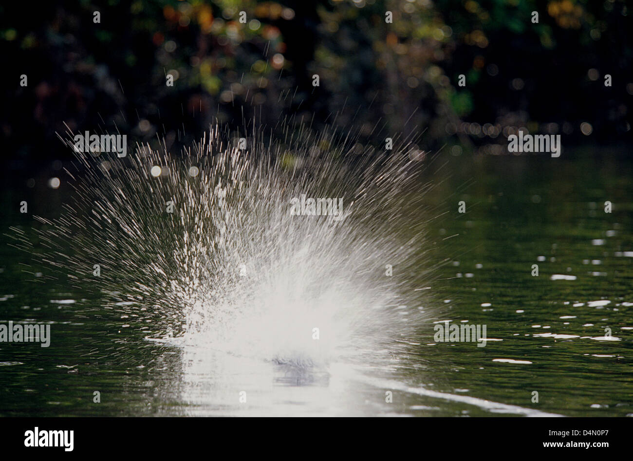 Un topwater esca utilizzata per peacock Bass pesca fa un grande splash sul fiume Uatuma Amazonas Brasile Foto Stock