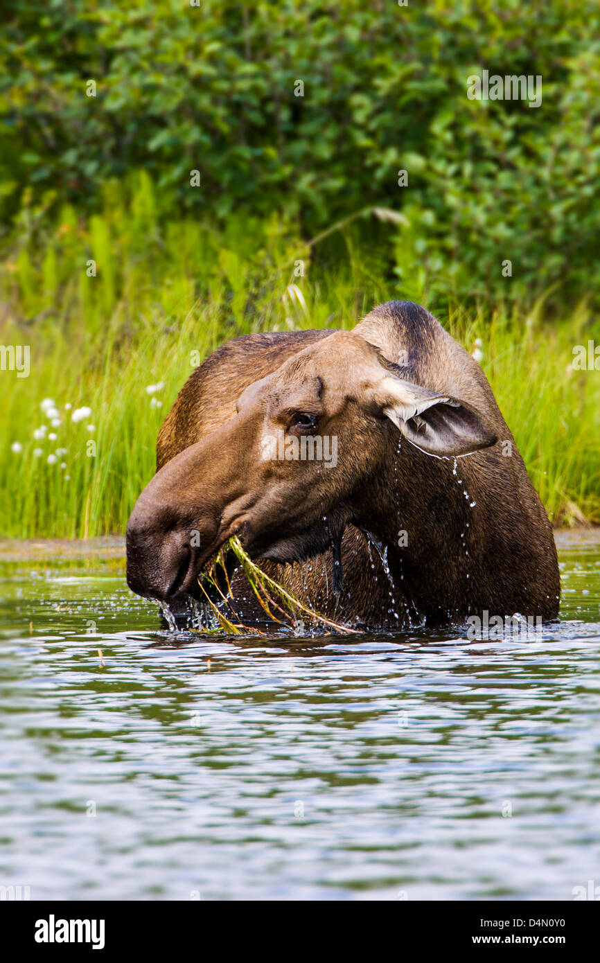 Alci Vacca (Alces alces) alimentazione sulla vegetazione in un lago, Denali National Park & Preserve, Alaska, STATI UNITI D'AMERICA Foto Stock