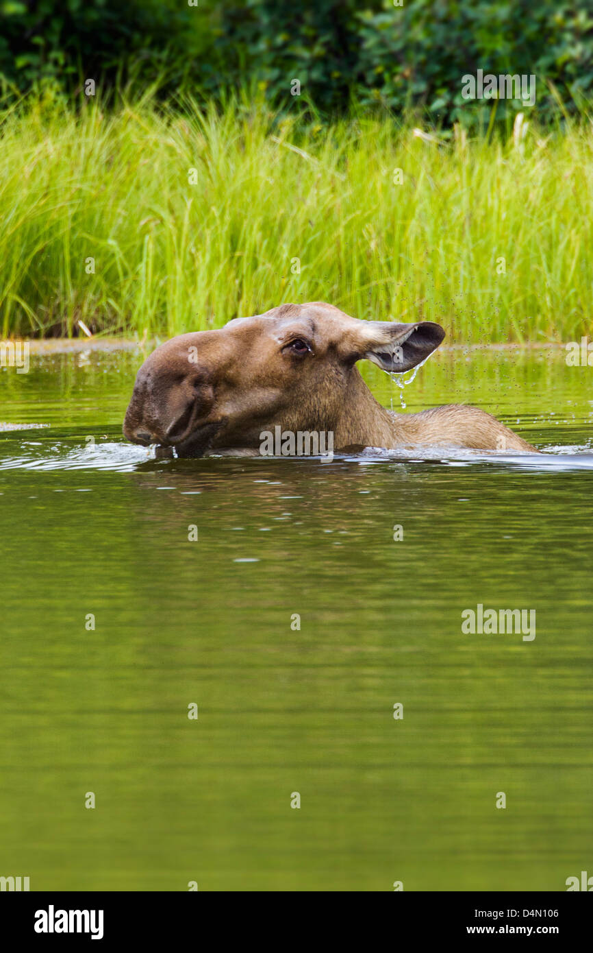 Alci Vacca (Alces alces) alimentazione sulla vegetazione in un lago, Denali National Park & Preserve, Alaska, STATI UNITI D'AMERICA Foto Stock