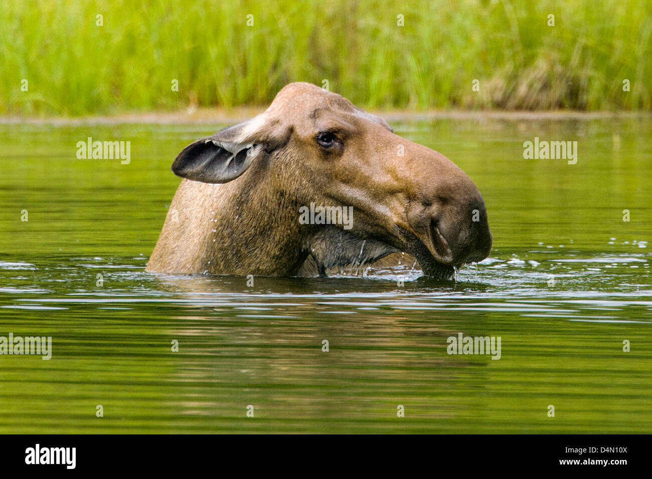 Alci Vacca (Alces alces) alimentazione sulla vegetazione in un lago, Denali National Park & Preserve, Alaska, STATI UNITI D'AMERICA Foto Stock
