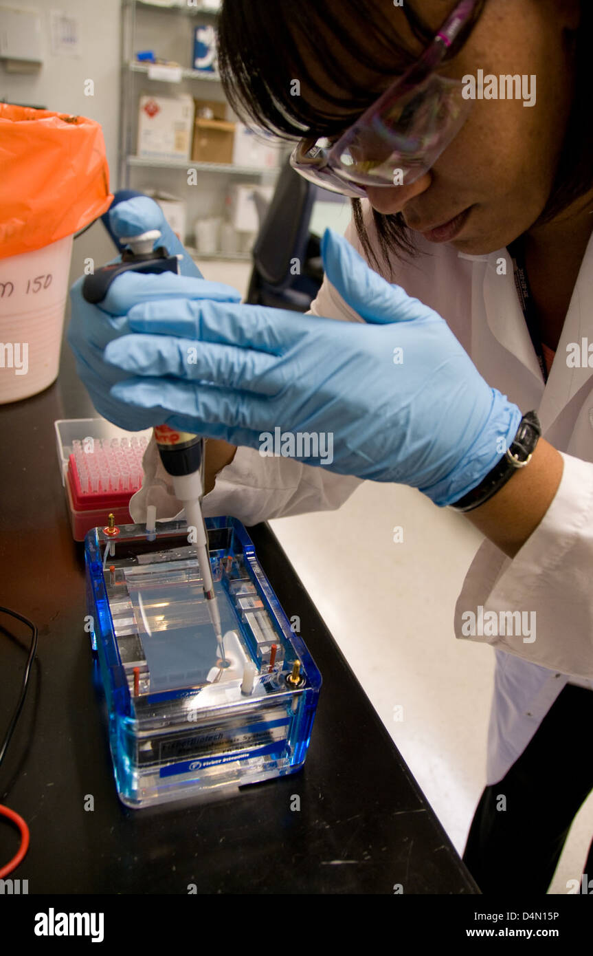 Nel gennaio 2009, la Food and Drug Administration (FDA) degli Stati Uniti ha condotto un'analisi PCR (Polymerase Chain Reaction) presso il suo laboratorio di Atlanta per rilevare la contaminazione batterica nei campioni alimentari, come i prodotti lattiero-caseari e i prodotti ittici. I test si sono concentrati sull'identificazione di agenti patogeni come E. coli e Salmonella utilizzando metodi basati sul DNA per garantire la sicurezza alimentare. Foto Stock