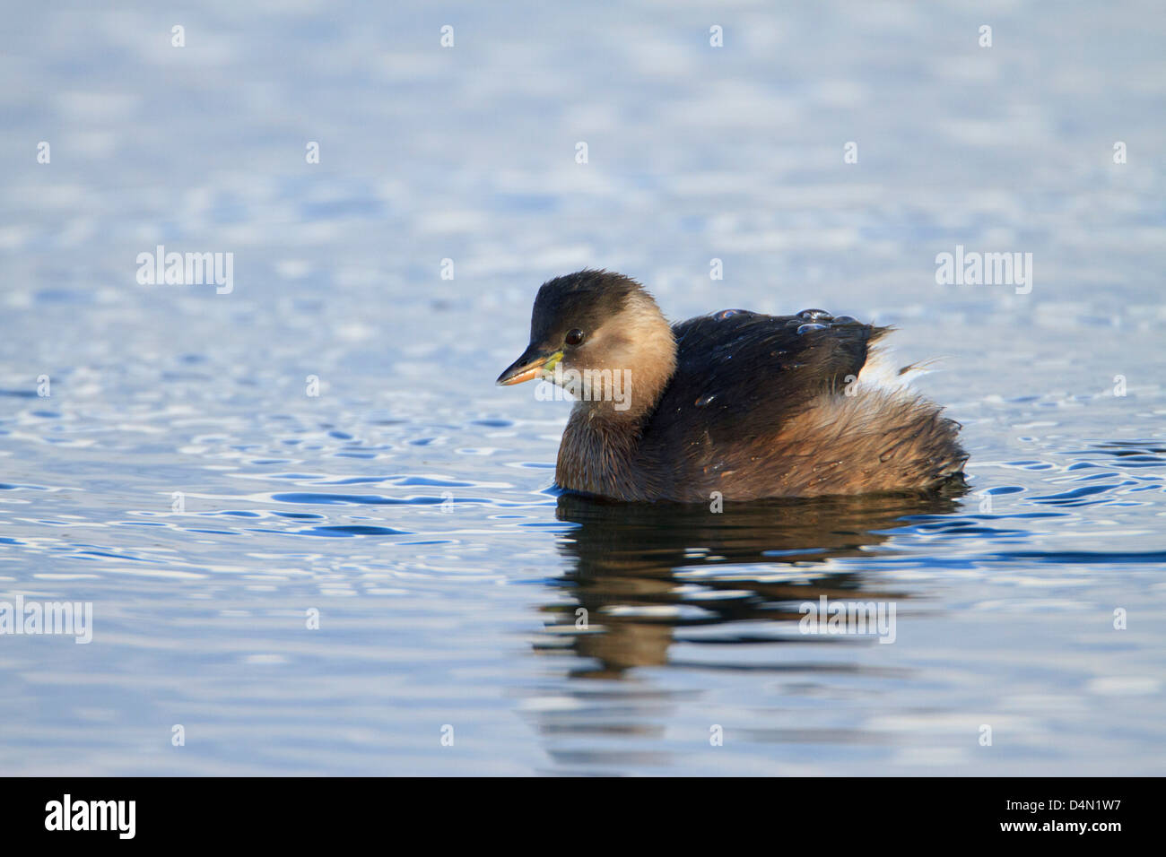 Tuffetto Tachybaptus ruficolis. Piumaggio invernale. Francese: Grèbe castagneux tedesco: Zwergtaucher spagnolo: Zampullín común Foto Stock