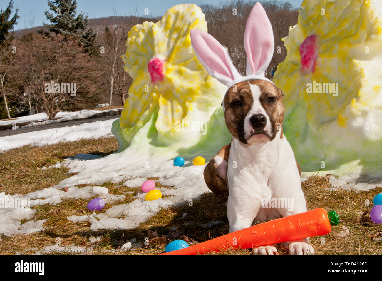 Cane di Pasqua Foto Stock