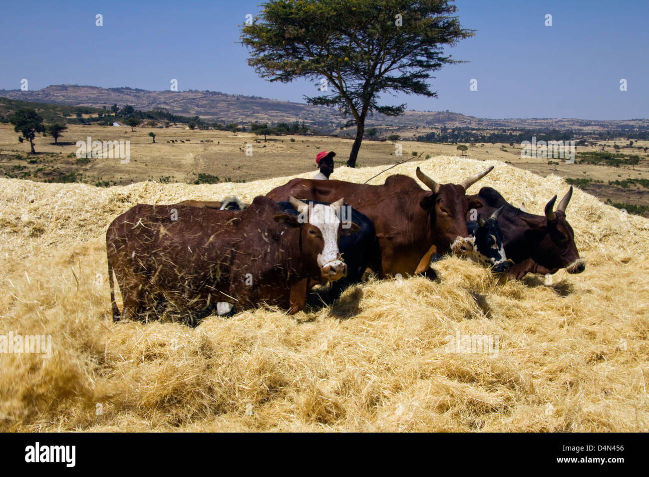 Thrashing con buoi, l'Etiopia settentrionale, Africa Foto Stock