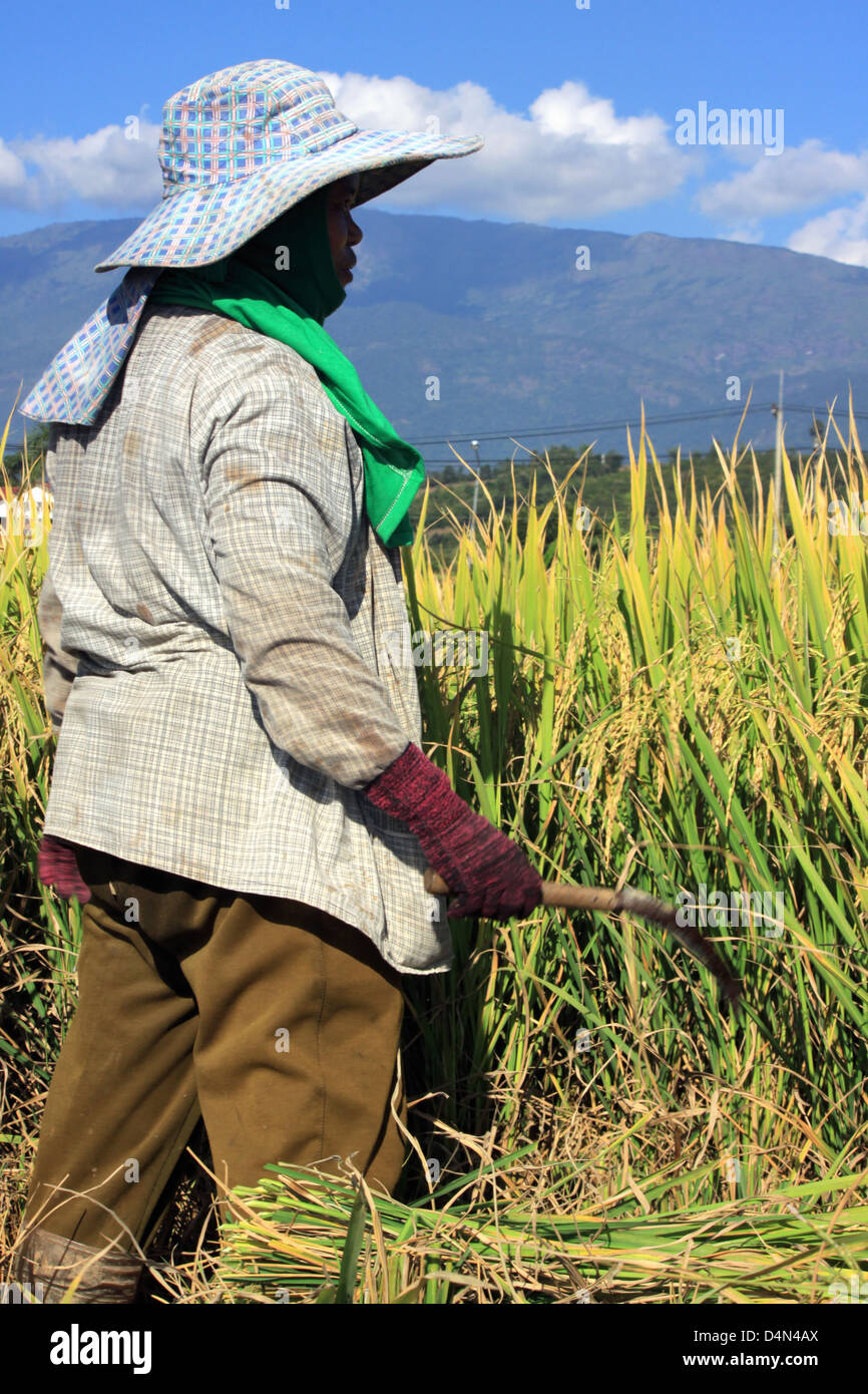 La donna agricoltore tailandese riso di taglio nei campi a nord della Thailandia. Foto Stock