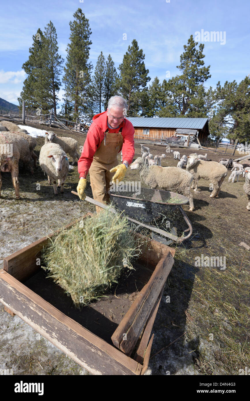 Il Rancher alimentare Ovini fieno in Oregon Wallowa della valle. Foto Stock