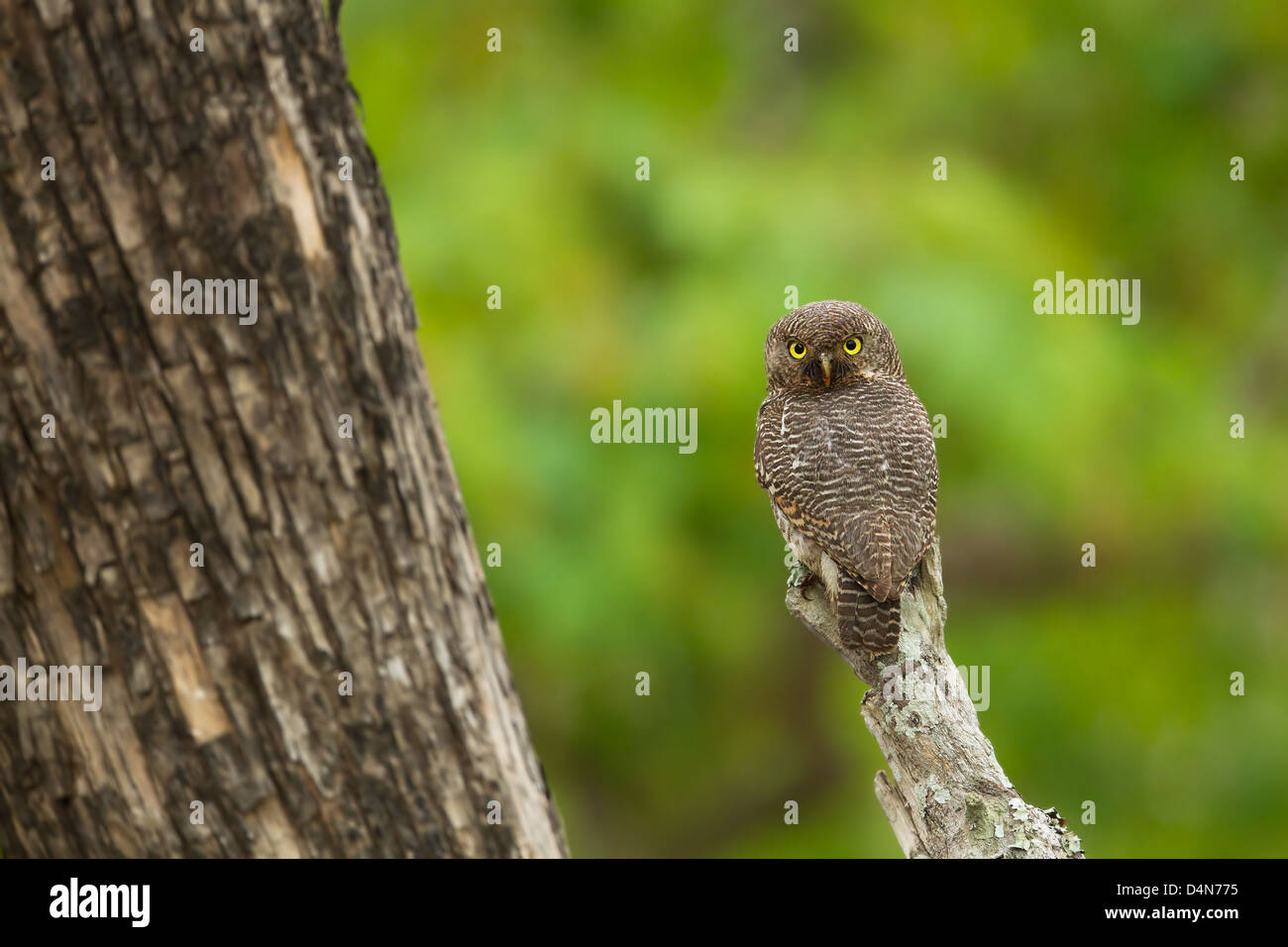 Una giungla owlet guardando la telecamera con la testa rivolta all'indietro. La foresta dietro costituisce uno sfondo verde. Foto Stock