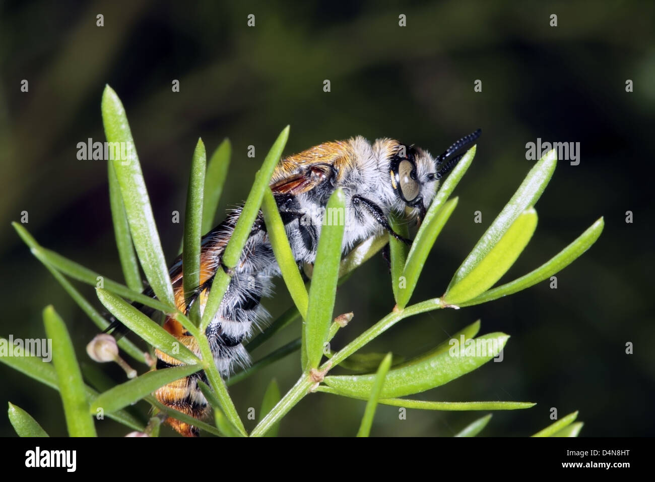 Grandi, circa 30mm, giallo fiore peloso Wasp ali di asciugatura il fogliame di Asparagus- Campsomeris tasmaniensis - Fmily Scoliidae Foto Stock