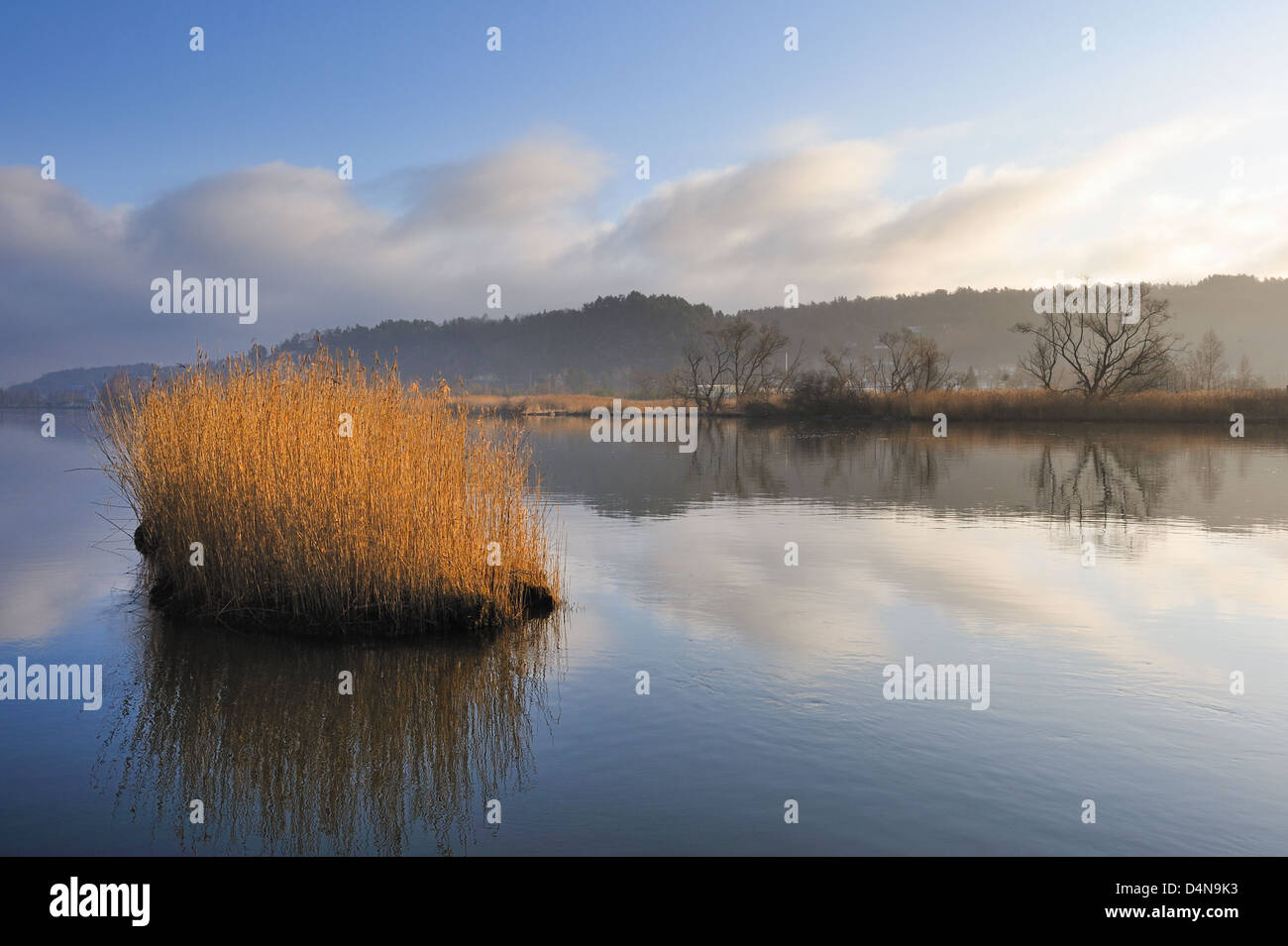 Canne sul fiume calmo, Göta Älv, Svezia, Europa Foto Stock