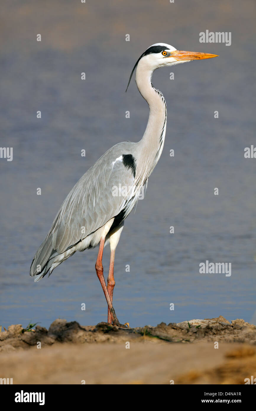 Airone cinerino (Ardea cinerea) in piedi in habitat naturale, Sud Africa Foto Stock