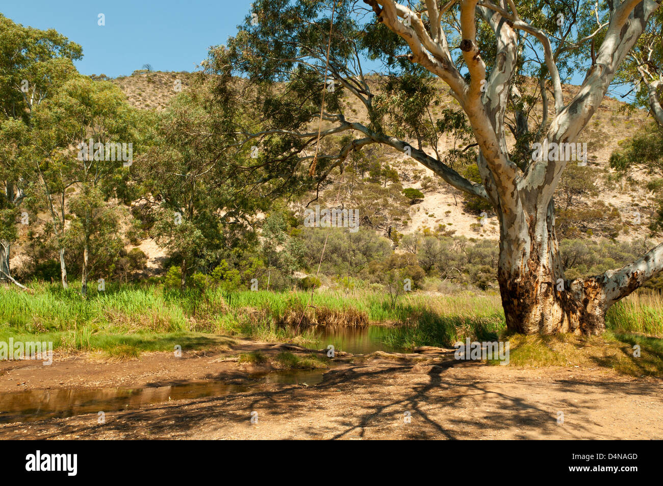 Idilliaco Burra Creek, vicino Robertson, South Australia, Australia Foto Stock