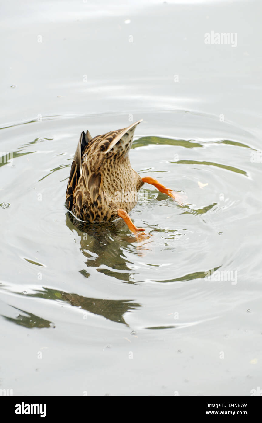 Duck dives sotto l'acqua, Transilvania, Romania, Europa Foto Stock