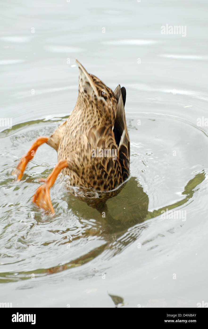 Duck dives sotto l'acqua, Transilvania, Romania, Europa Foto Stock