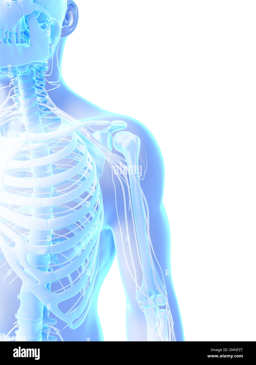 Nervi della spalla Foto Stock