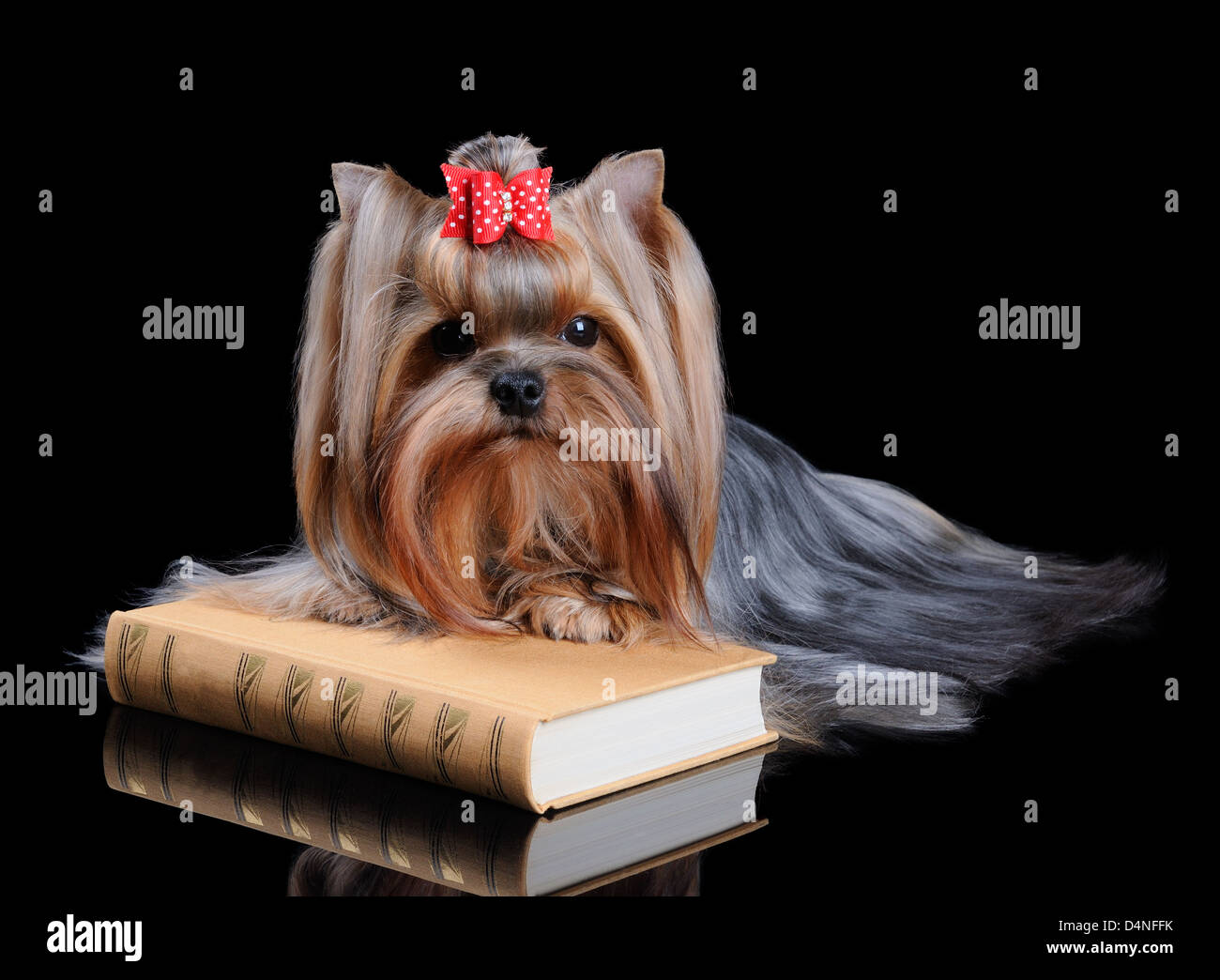 Yorkshire Terrier sul libro nero su sfondo riflettente Foto Stock