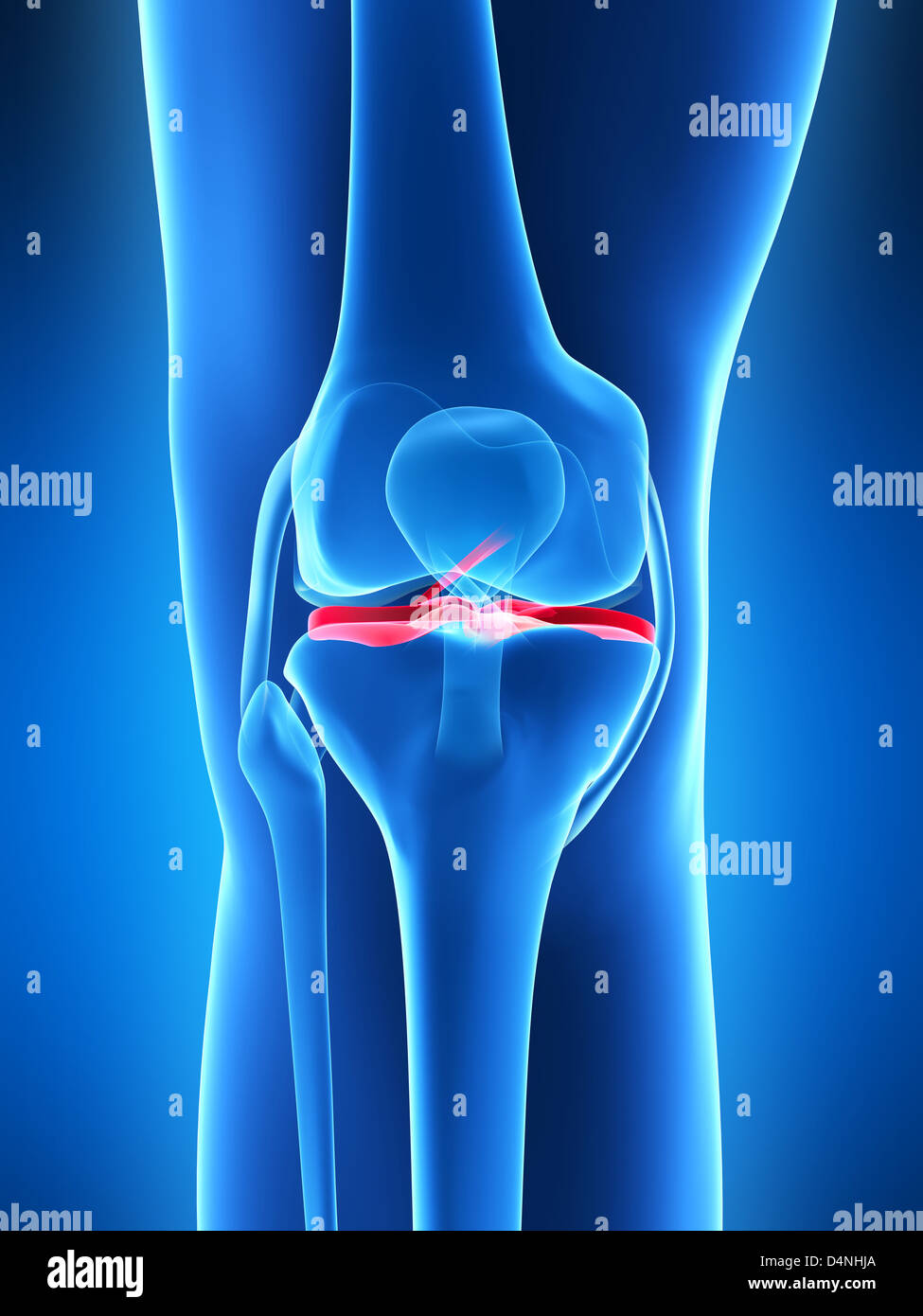 Anatomia del ginocchio Foto Stock