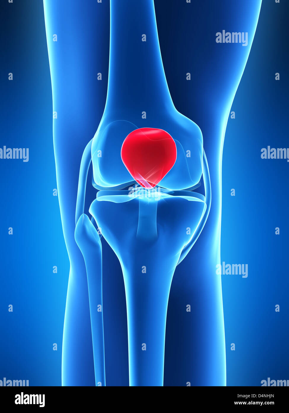 Anatomia del ginocchio Foto Stock