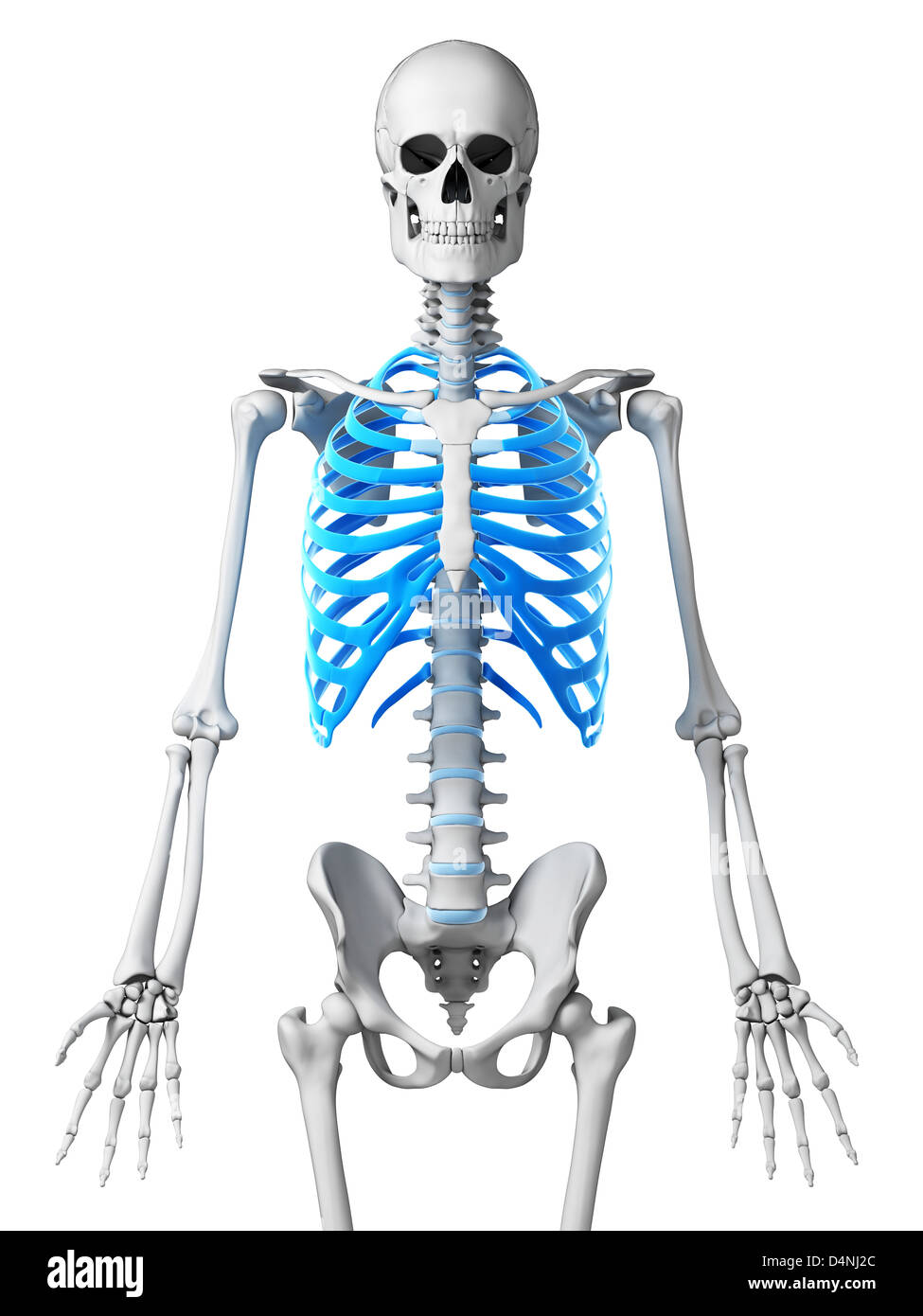 Scheletrico torace Foto Stock