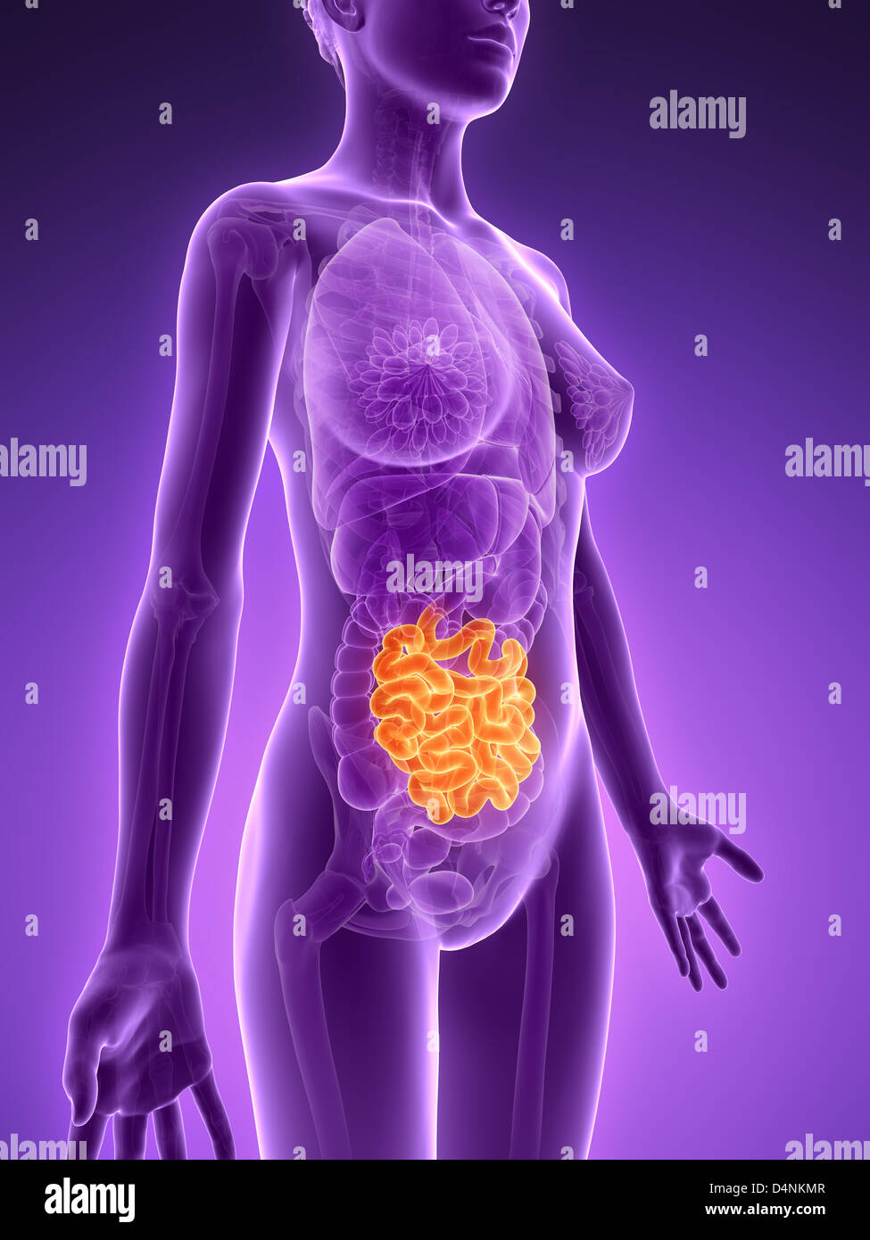 Femmina di intestino tenue Foto Stock