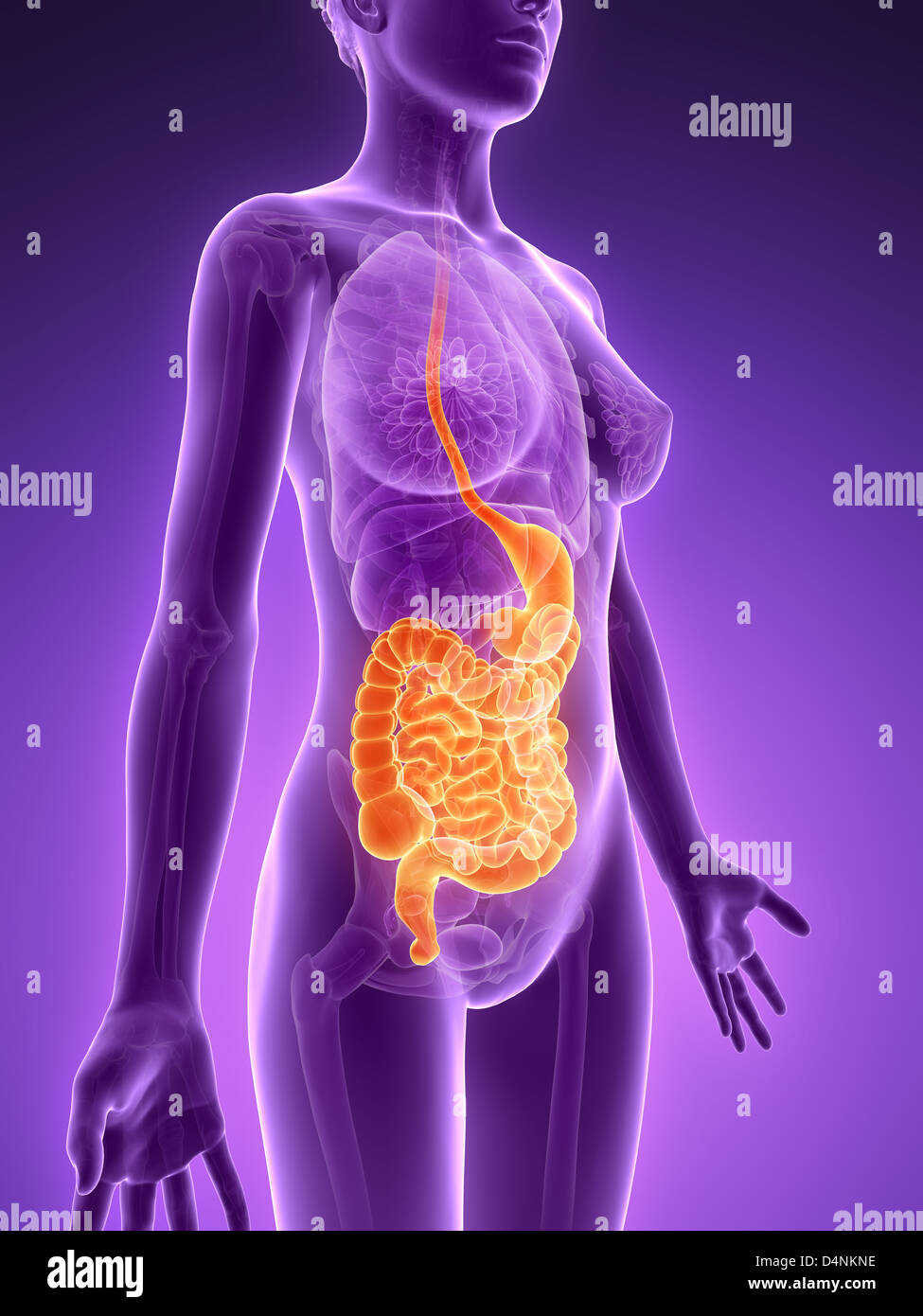 Femmina sistema digestivo Foto Stock