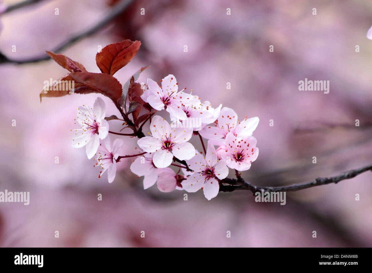 Il giapponese la fioritura dei ciliegi nel parco Foto Stock