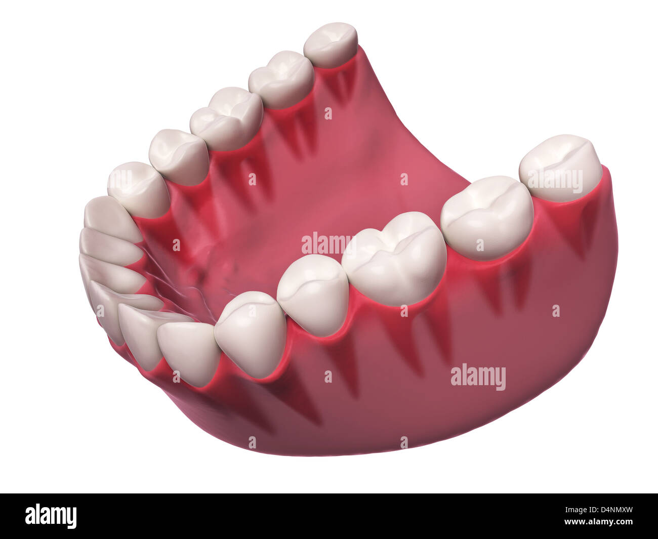 Denti inferiori Foto Stock