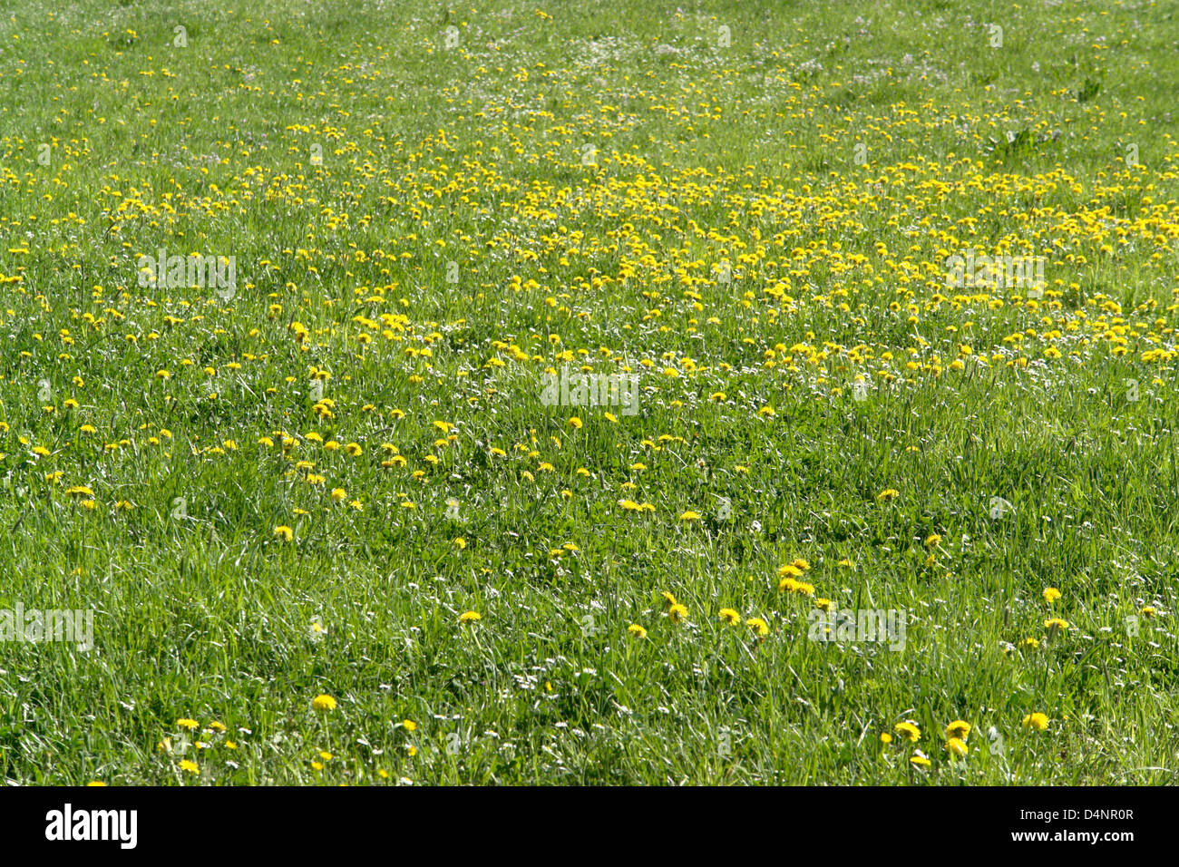 Prato dettaglio con un sacco di fiori di tarassaco e fresca erba verde Foto Stock