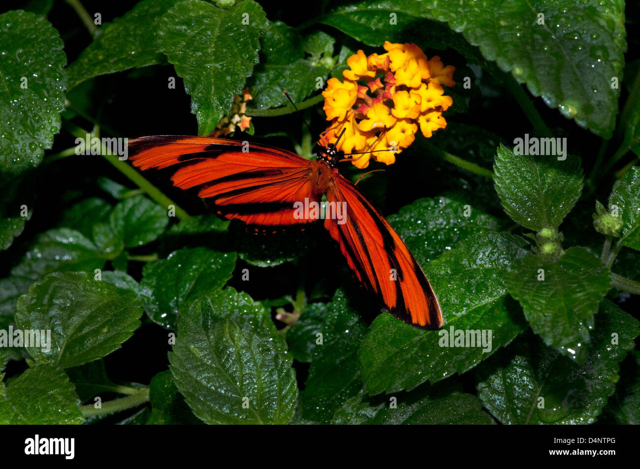 Un nastrati farfalla arancione. Foto Stock