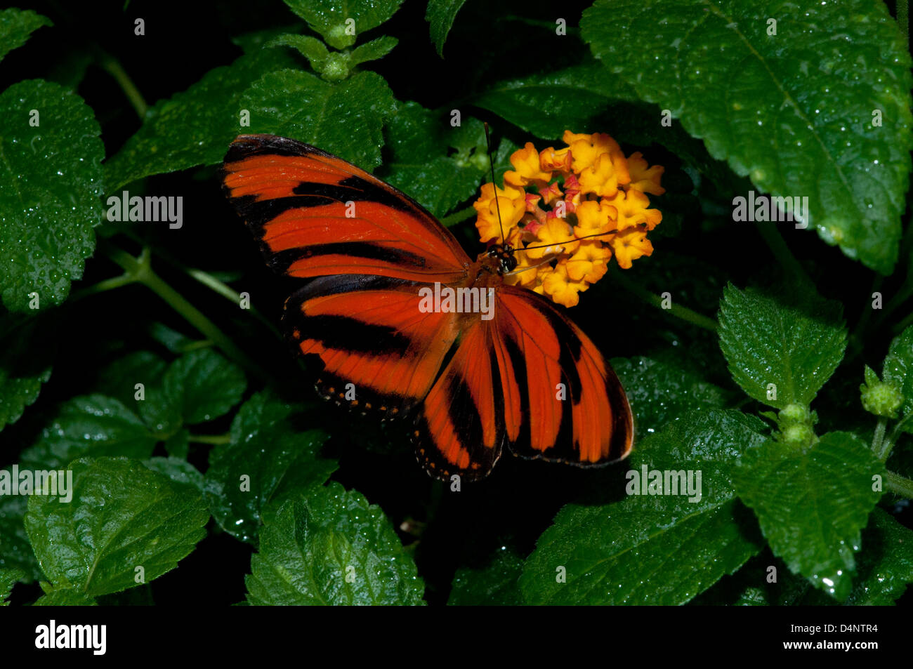 Un nastrati farfalla arancione. Foto Stock