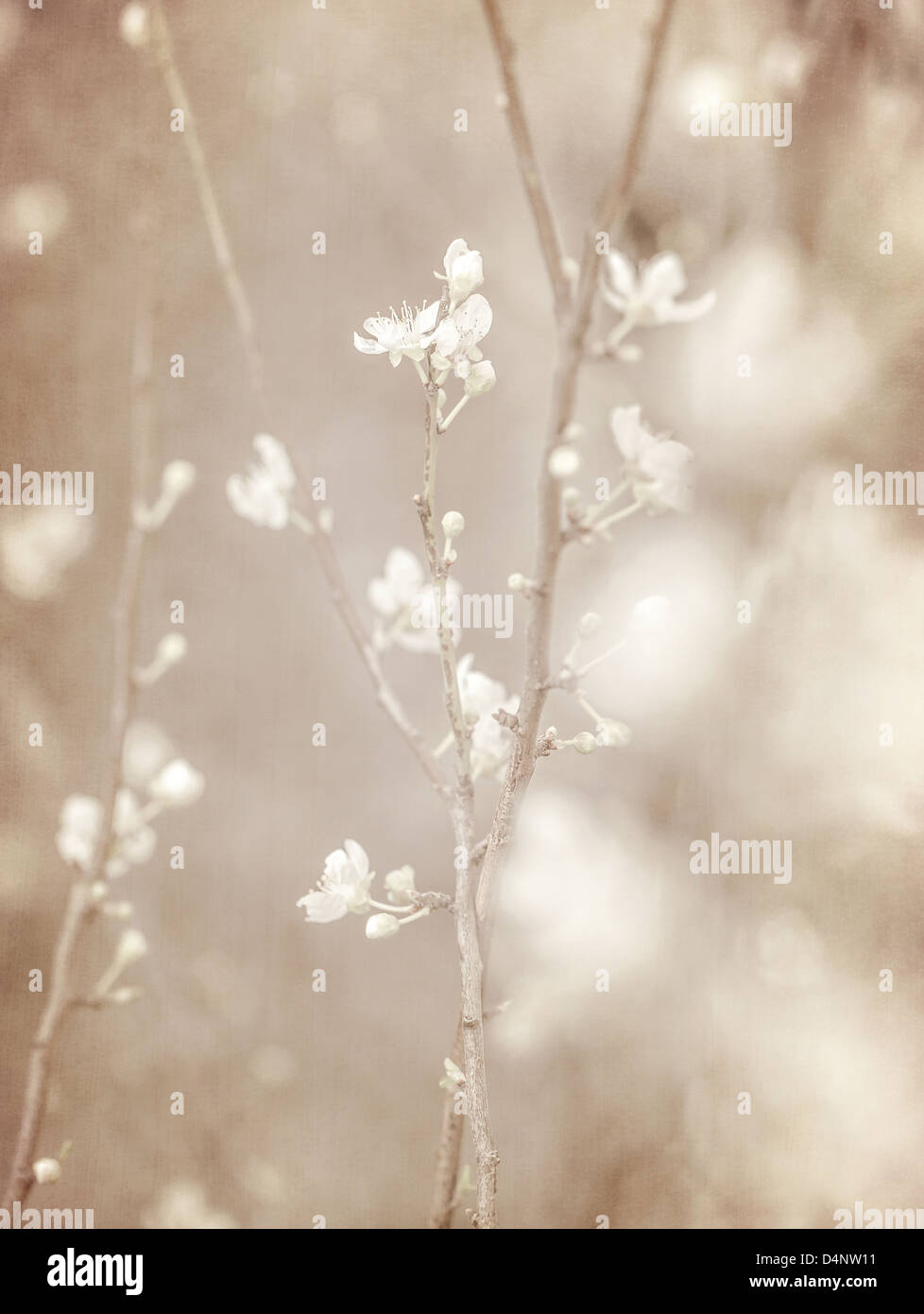 Cherry Tree blossom, abstract soft colore sfondo floreale, fresche bianche fioriture, spring garden carattere stagionale, seppia Foto Stock