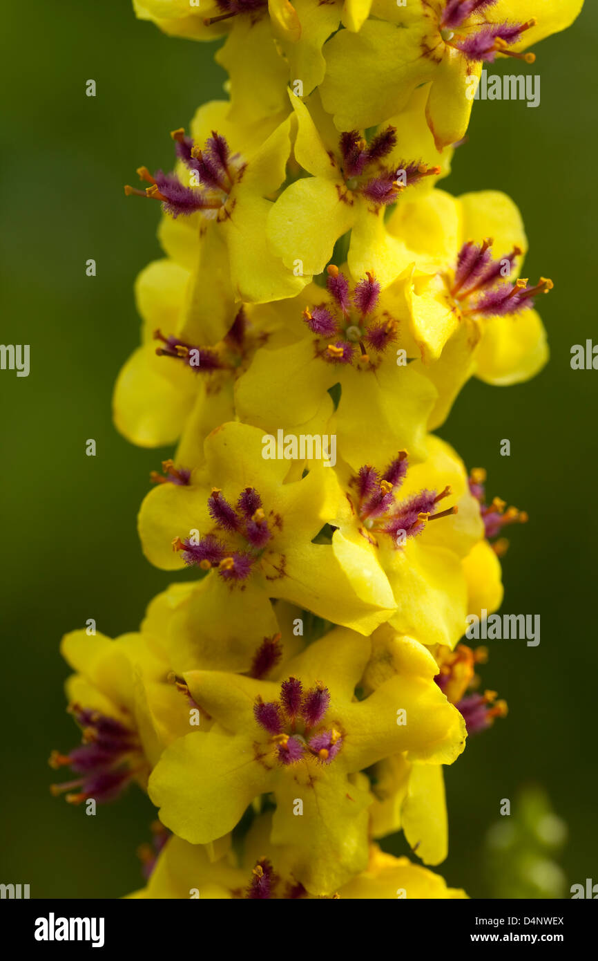 Fiore giallo (Scuro Mullein) su sfondo sfocato Foto Stock