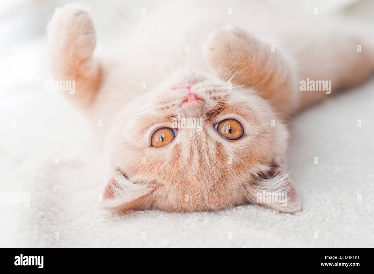 Il lanuginoso gattino giace su un asciugamano bianco Foto Stock