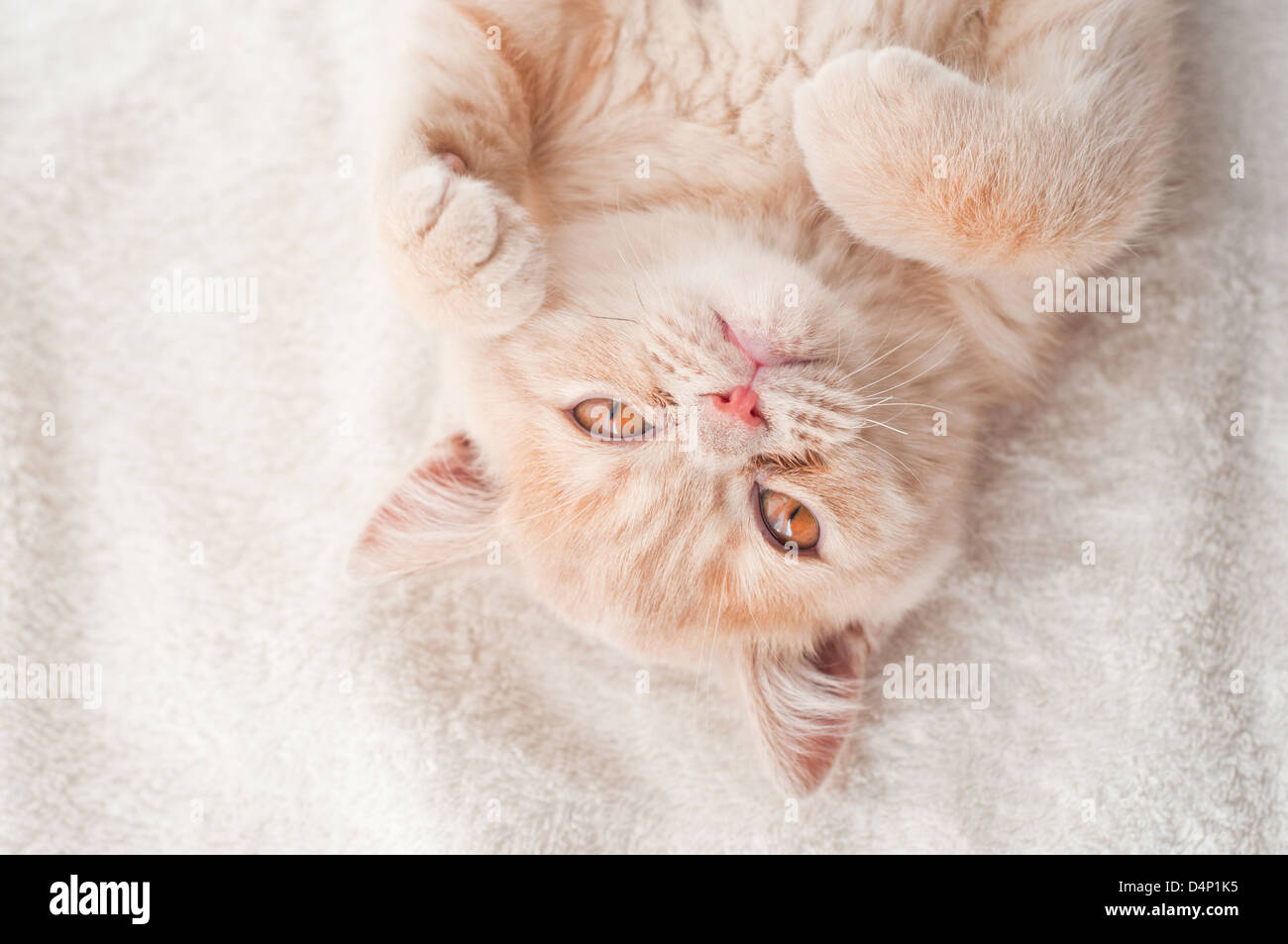 Il lanuginoso gattino giace su un asciugamano bianco Foto Stock