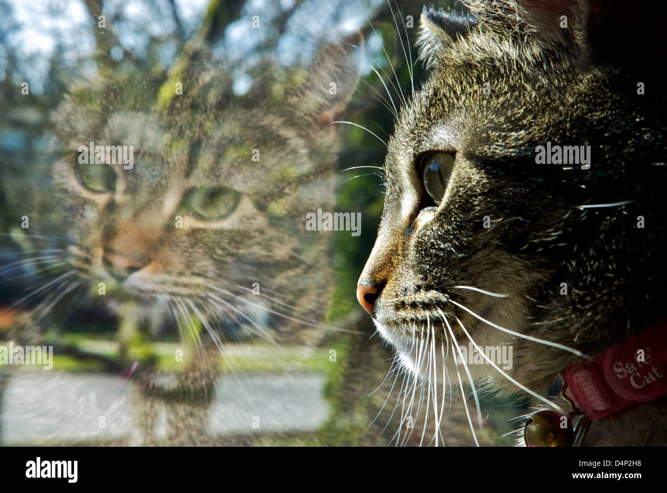 La riflessione shorthair domestico gatto tabby in doppia finestra riquadro Foto Stock