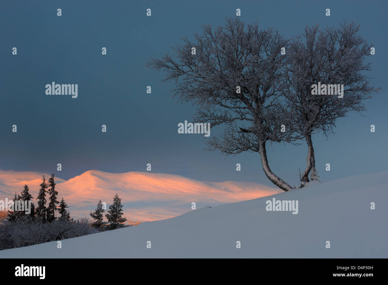 Albero sulla collina coperta di neve all'alba, Långfjället, Dalarna, Svezia, Europa Foto Stock
