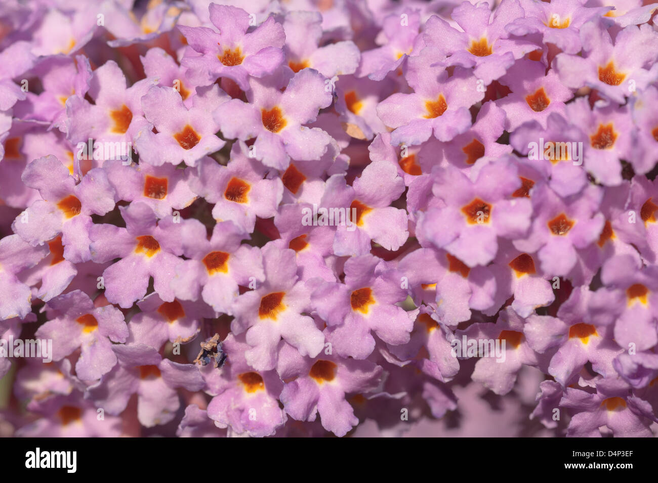 Buddleja Davidii Estate lilla butterfly bush in estate la luce del sole pezzata da alberi e arbusti maturi Foto Stock