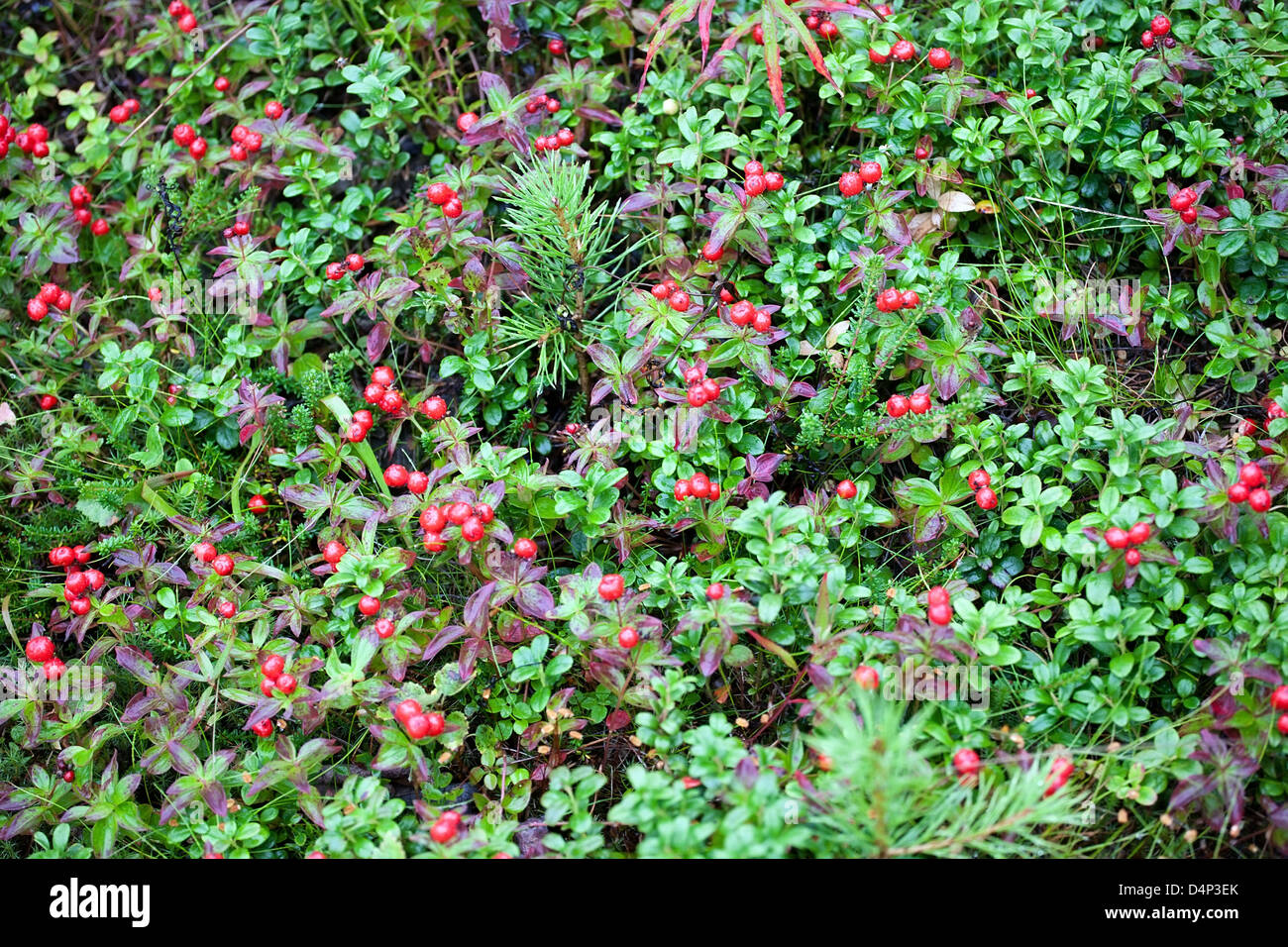 Modello di foresta rossa cowberries su foglie verdi closeup Foto Stock