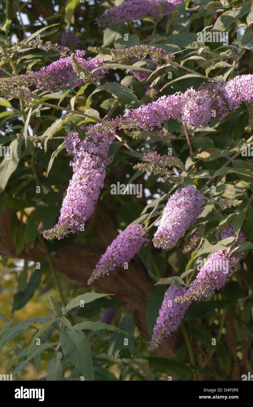 Buddleja Davidii Estate lilla butterfly bush in estate la luce del sole pezzata da alberi e arbusti maturi Foto Stock
