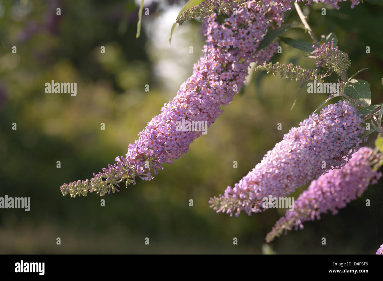 Buddleja Davidii Estate lilla butterfly bush in estate la luce del sole pezzata da alberi e arbusti maturi Foto Stock