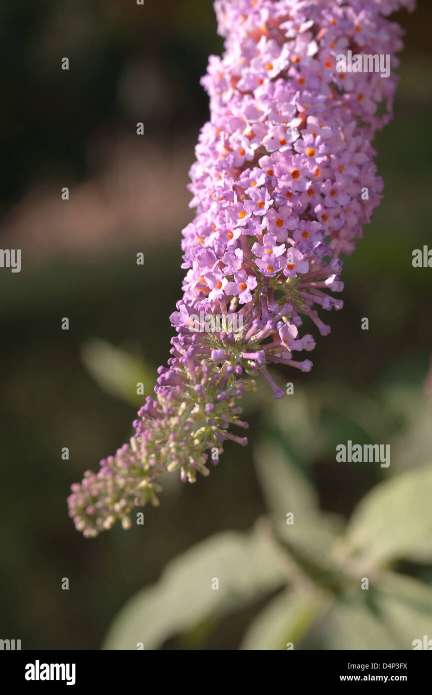 Buddleja Davidii Estate lilla butterfly bush in estate la luce del sole pezzata da alberi e arbusti maturi Foto Stock