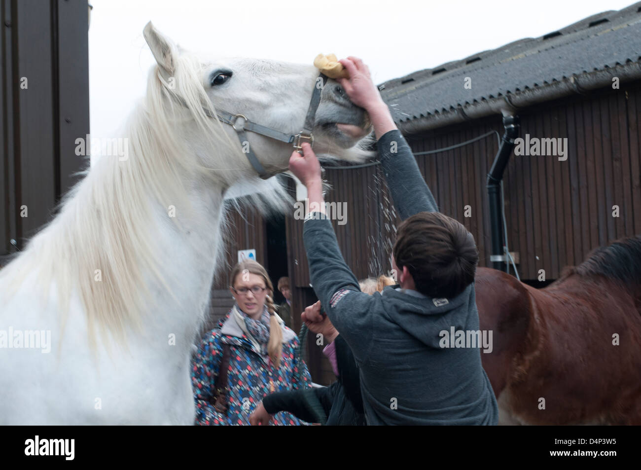 Shire Horse Society Spring Visualizza, Peterborough, Inghilterra,Marzo 2013. Questo Shire ottiene un rapido lavaggio del naso. Foto Stock