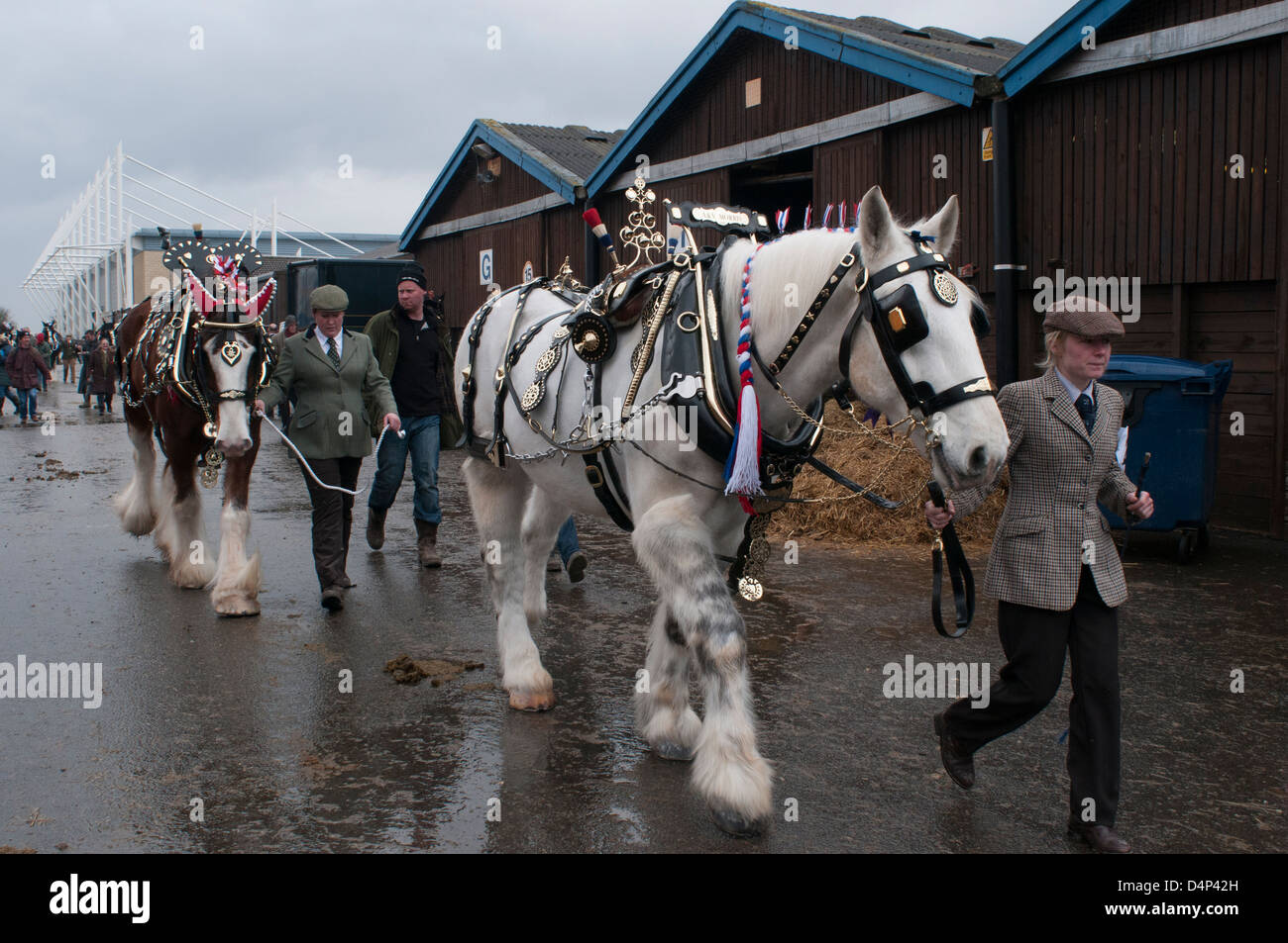 Shire Horse Society Spring Visualizza, Peterborough, Inghilterra,Marzo 2013. Shire Horse's completamente decorate sono tornati al loro stabile Foto Stock