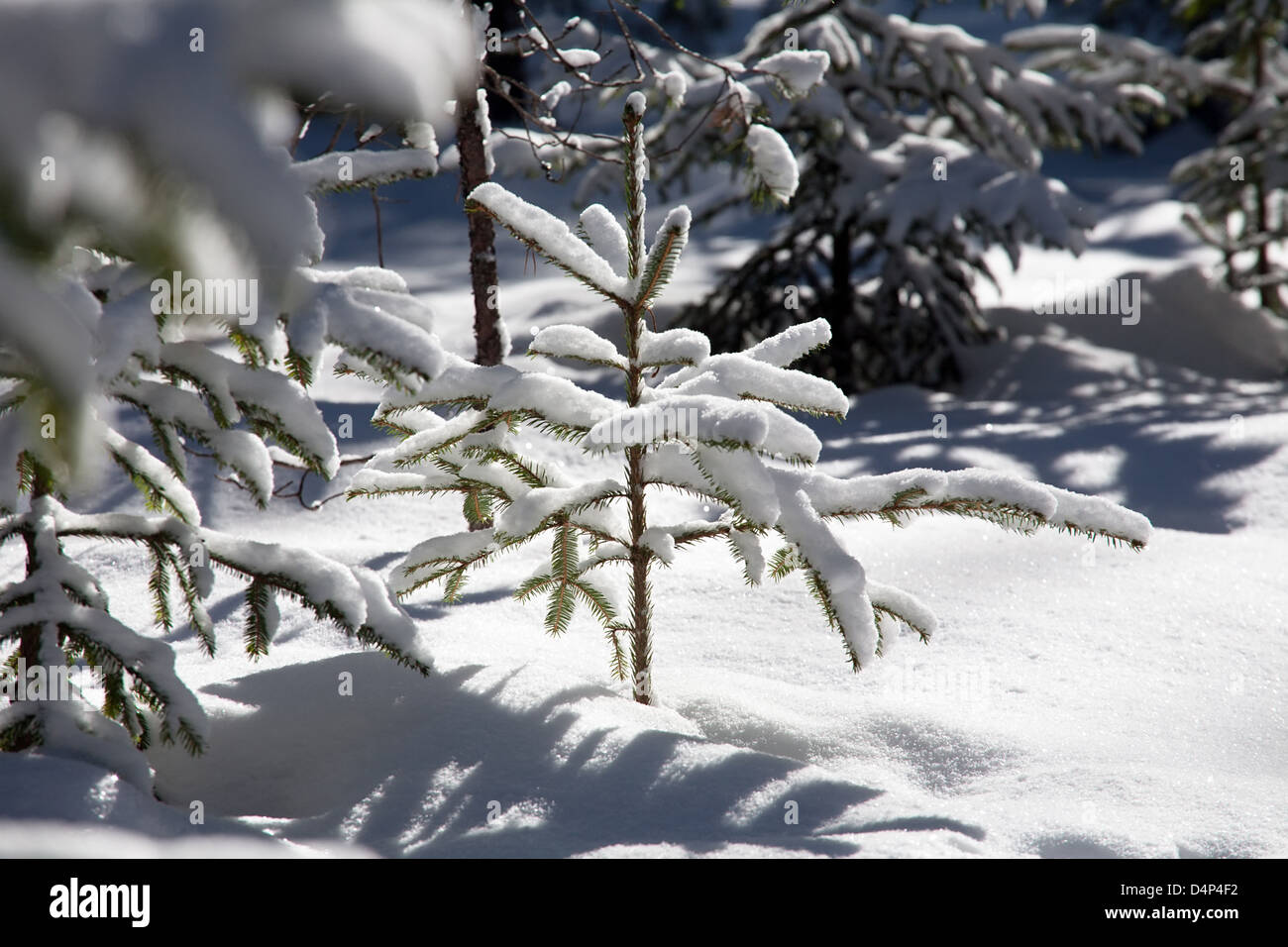 Piccolo abete coperto di neve in inverno forest Foto Stock