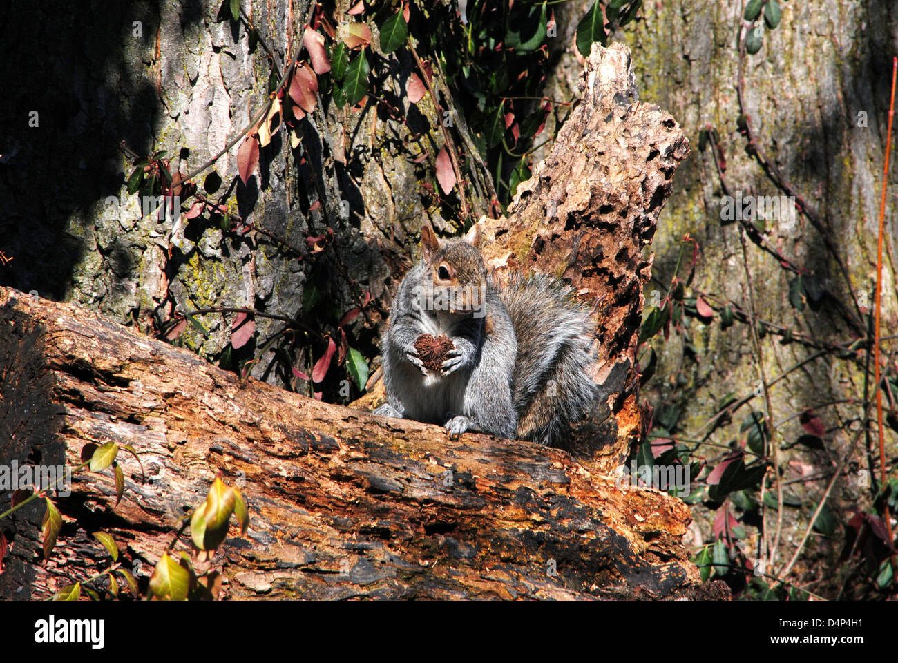 Scoiattolo albero,grind sul guscio di una noce nero, seduto su un moncone,contro un rustico sfondo Boise. Foto Stock