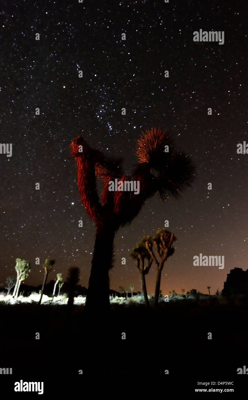 Cielo stellato dietro altre mondane alberi di Giosuè a Joshua Tree National Park, California Foto Stock
