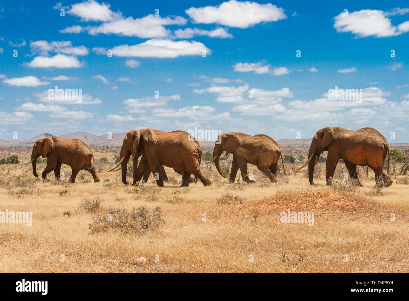 Elefanti, Tsavo National Park, Kenya - Africa Foto Stock