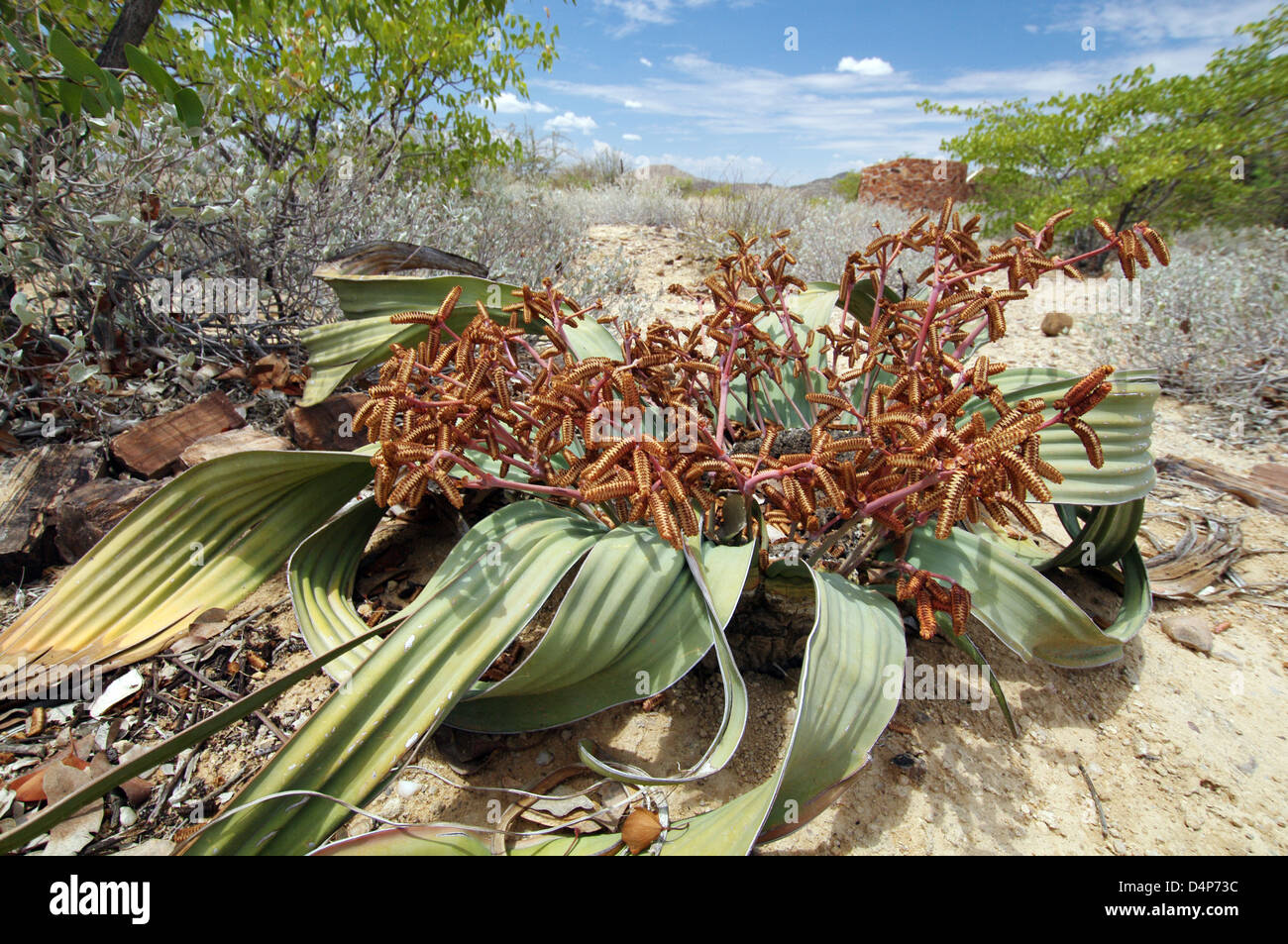 Welwitschia maschio impianto Foto Stock