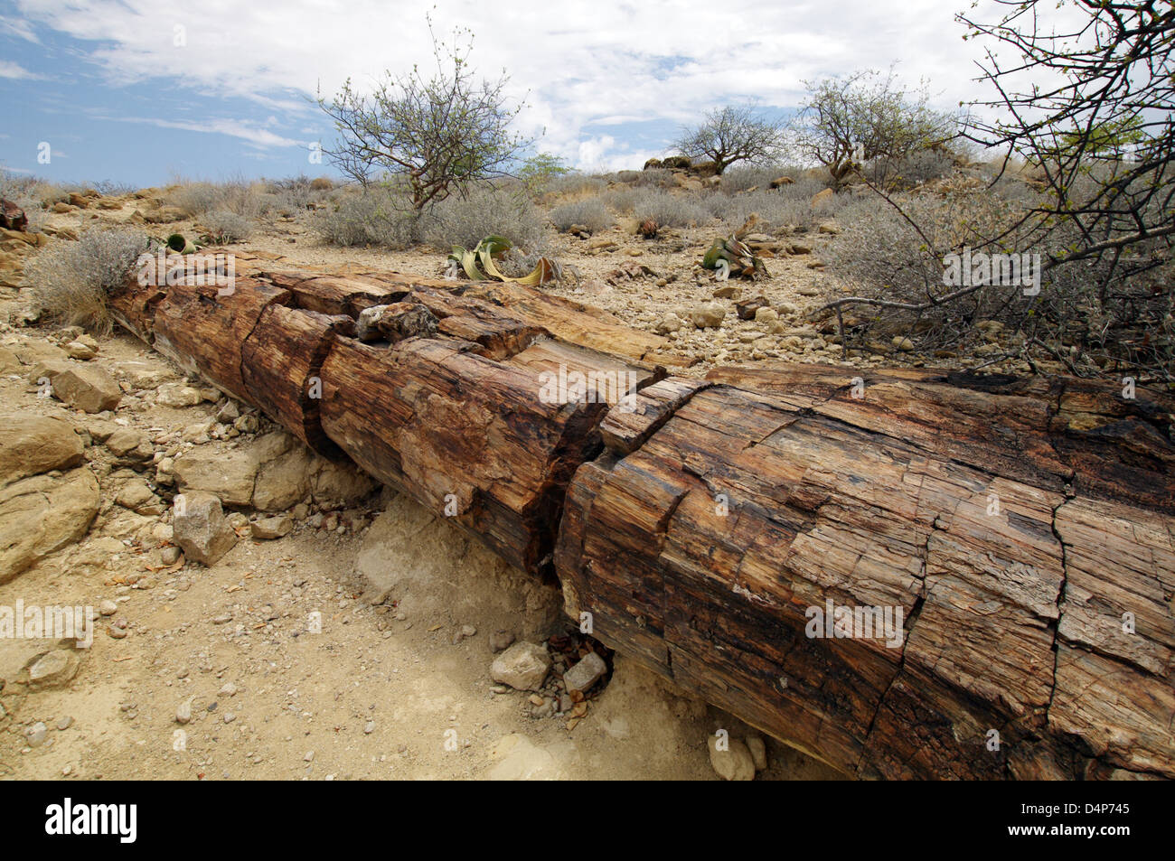 Foresta Pietrificata, Namibia Foto Stock