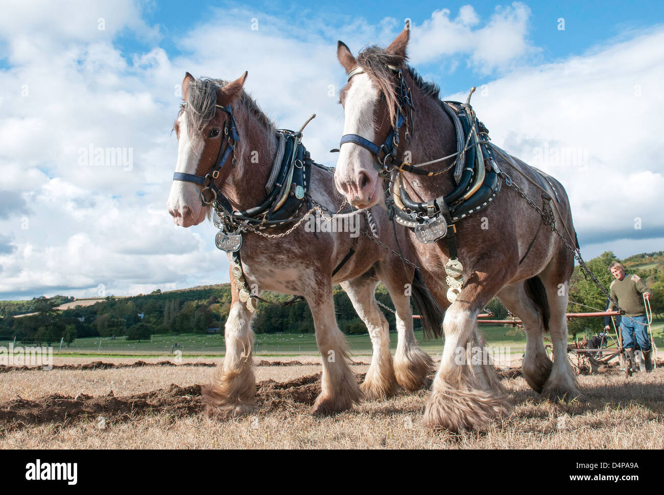 Una coppia di Clydesdale cavalli pesanti operazioni di aratura alla Weald and Downland Open Air Museum vicino a Chichester West Sussex Regno Unito Foto Stock