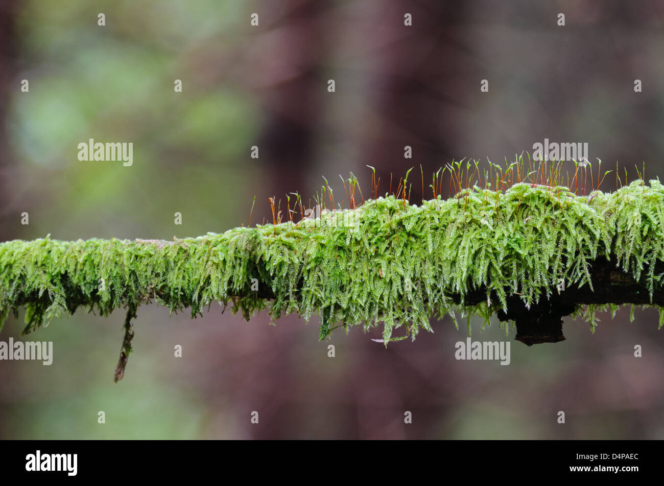 Per la crescita di piante sul ramo, vicino Halleberg, Svezia, Europa Foto Stock